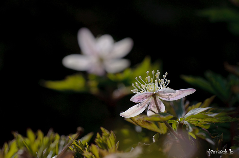 DSC_0318.jpg