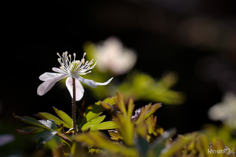 DSC_0338.jpg