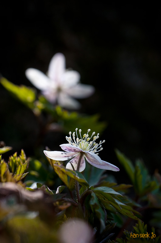 DSC_0323.jpg