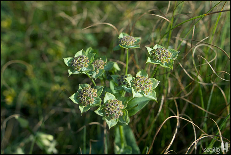 DSCF2927.jpg