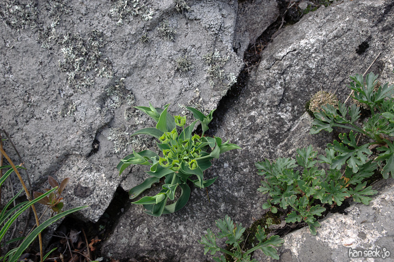 HSJ_9242.jpg