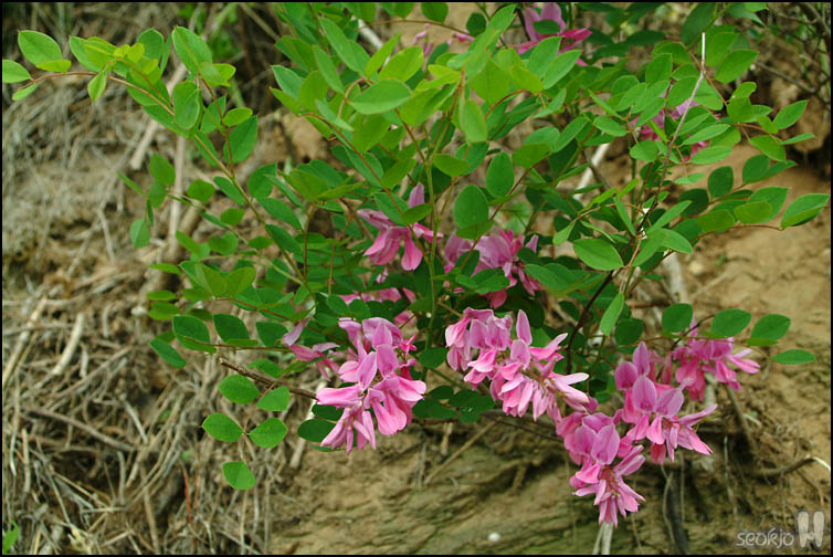 DSCF1524.jpg