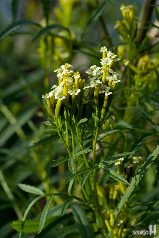 DSCF6314.jpg