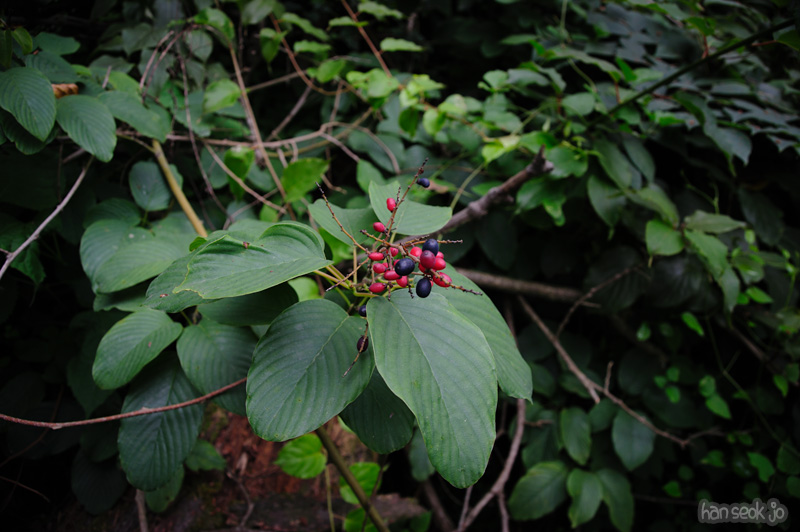 HSJ_0597.jpg