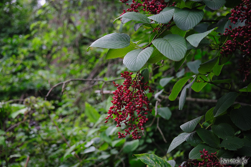 HSJ_0609.jpg