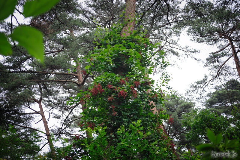 HSJ_0603.jpg