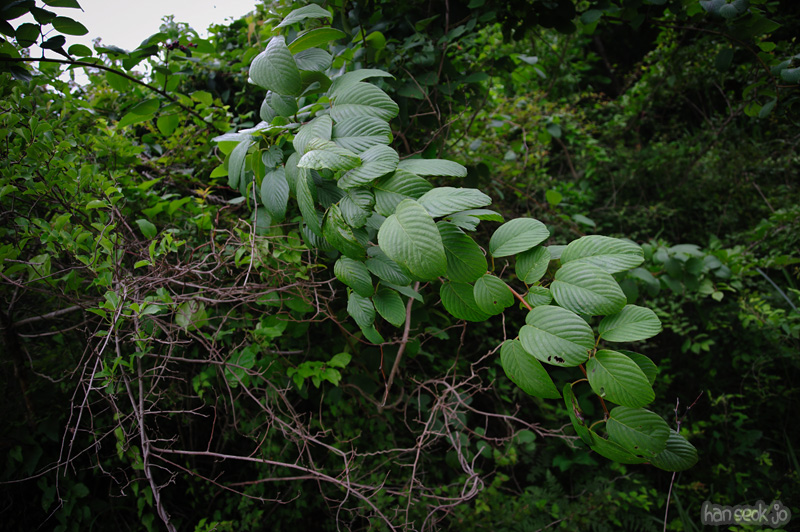 HSJ_0591.jpg