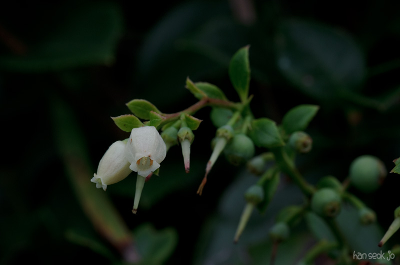 DSC_3062.jpg