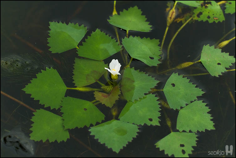 DSCF2972.jpg