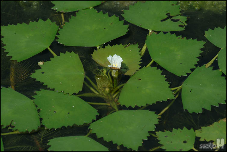 DSCF8132.jpg
