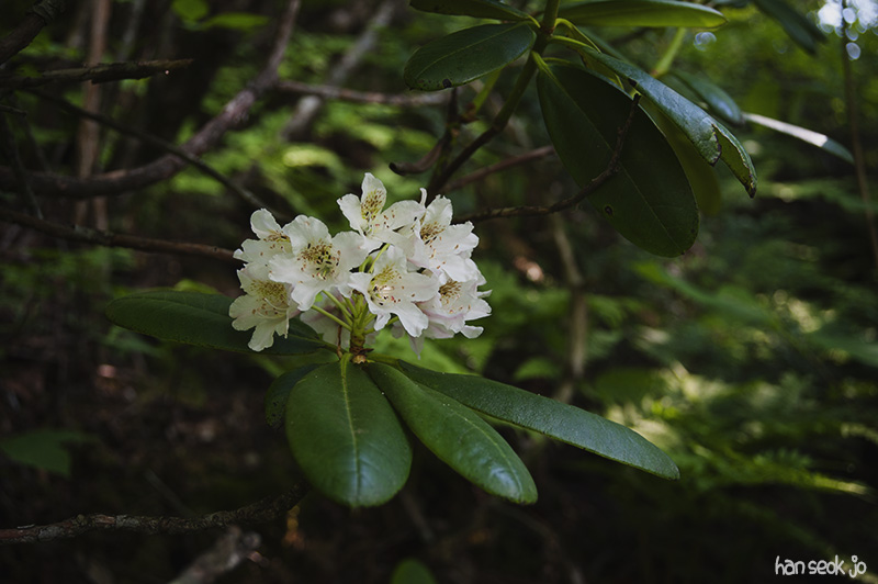 HSJ_5172.jpg