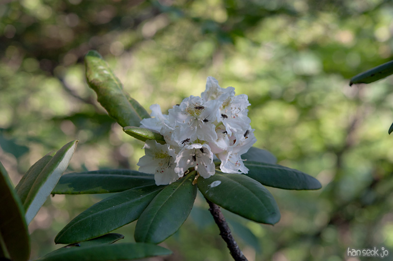 HSJ_9301.jpg