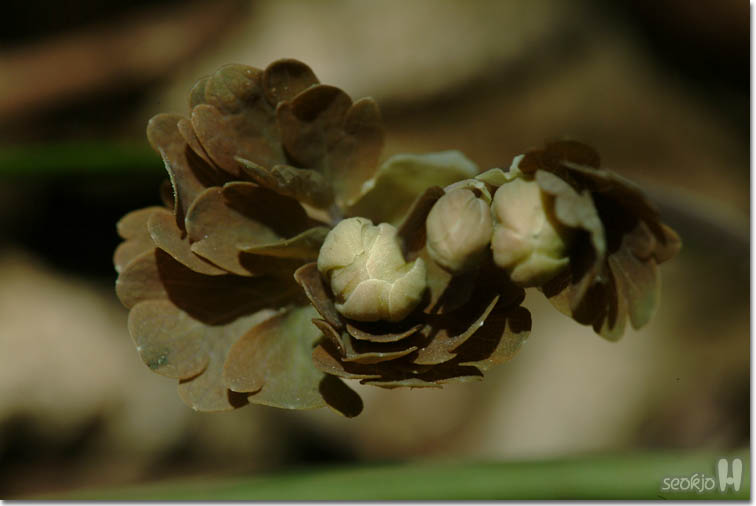 DSCF6279.jpg