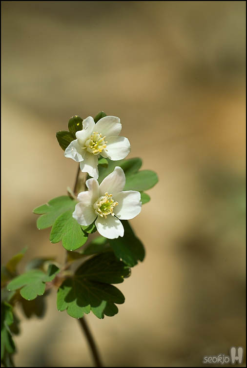 DSCF6865.jpg