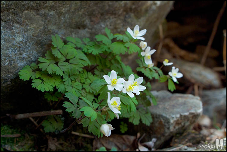 DSCF6908.jpg