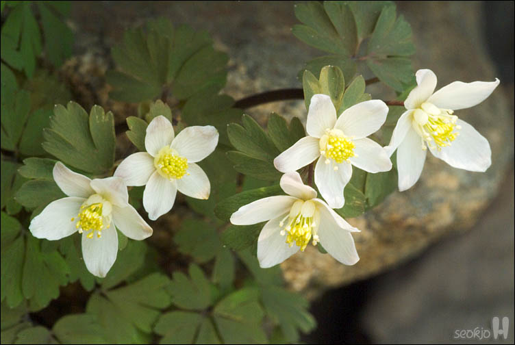 DSCF2258.jpg