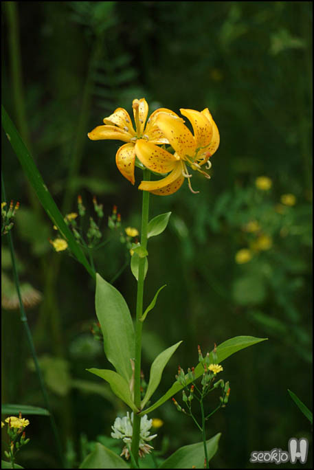 DSCF7126.jpg