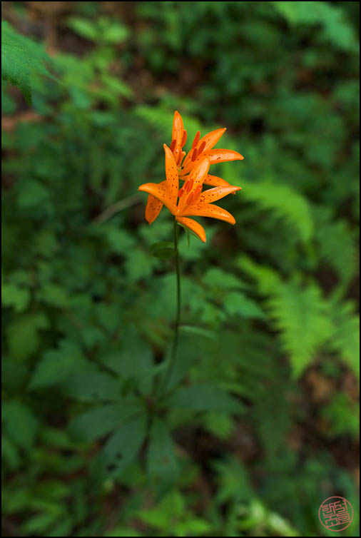 DSCF2394.jpg