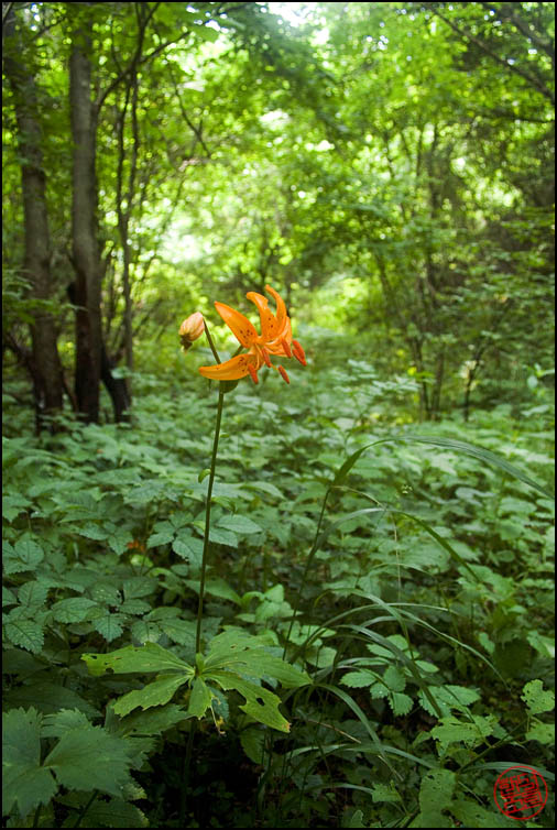 DSCF2446.jpg