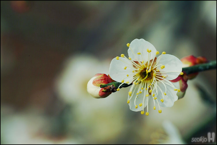 DSCF1631.jpg