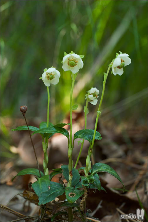 DSCF9584.jpg