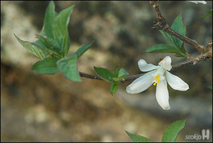 DSCF6218.jpg