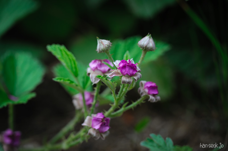 HSJ_3558.jpg