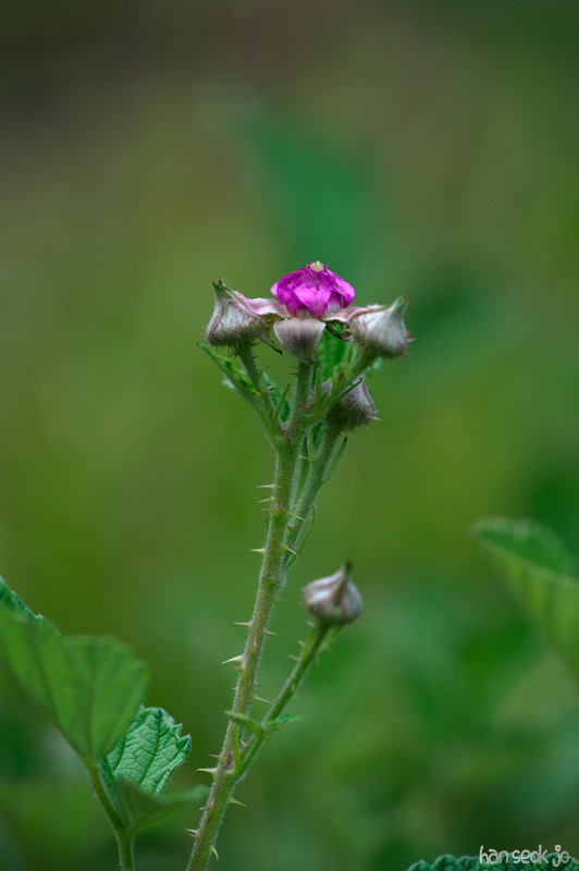 HSJ_3556.jpg