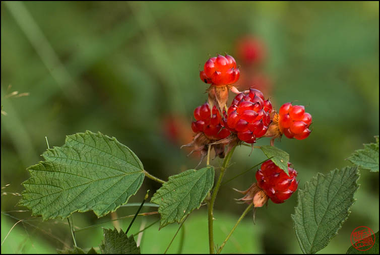 DSCF2437.jpg