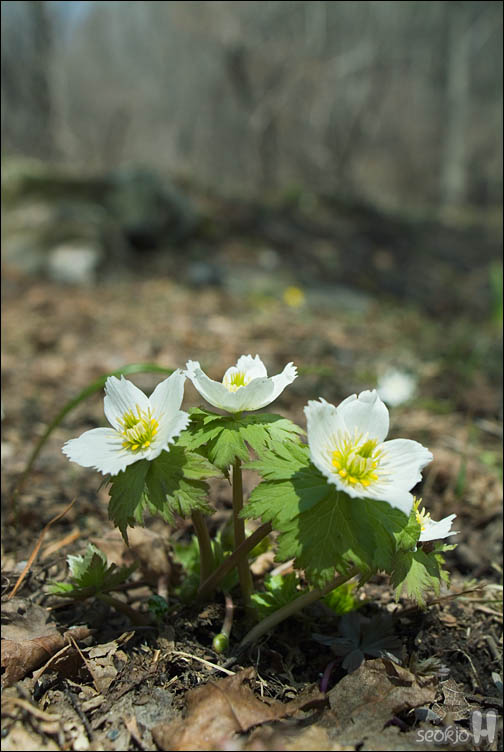 DSCF2543.jpg