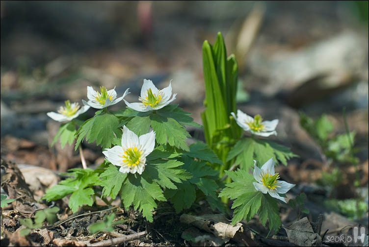 DSCF2582.jpg