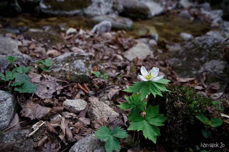 DSC_0995.jpg