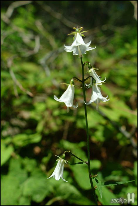 DSCF7803.jpg