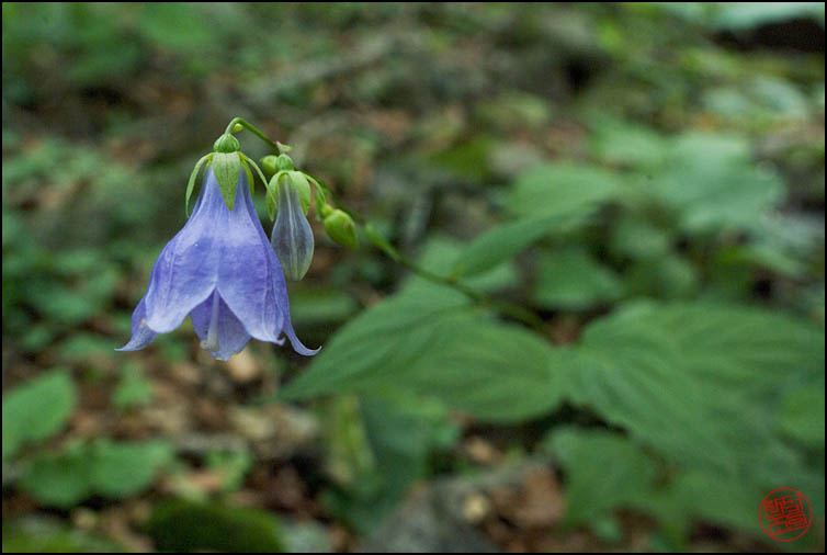 DSCF2629.jpg