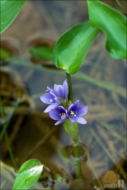 DSCF4020.jpg