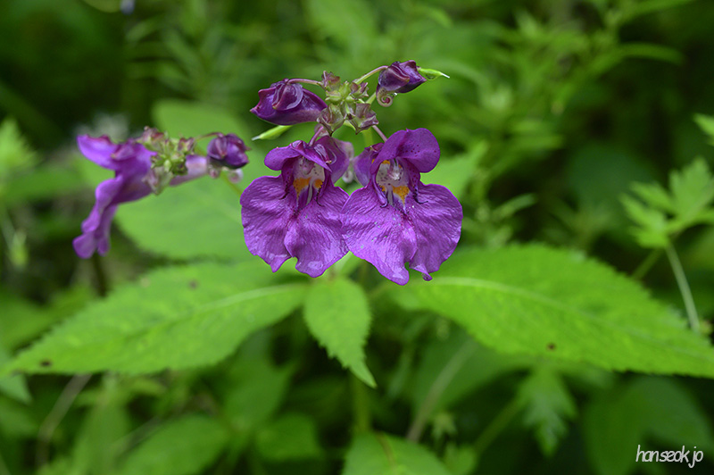 DSC_4436.jpg