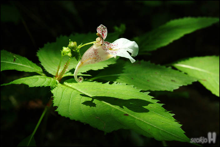 DSCF8257.jpg
