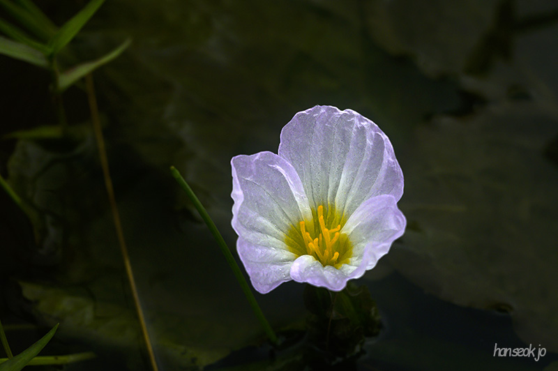 DSC_4368.jpg