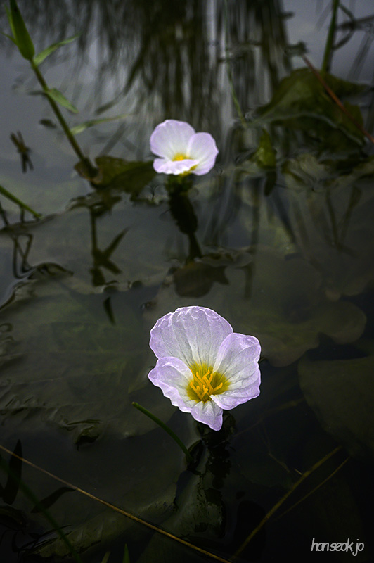 DSC_4370.jpg