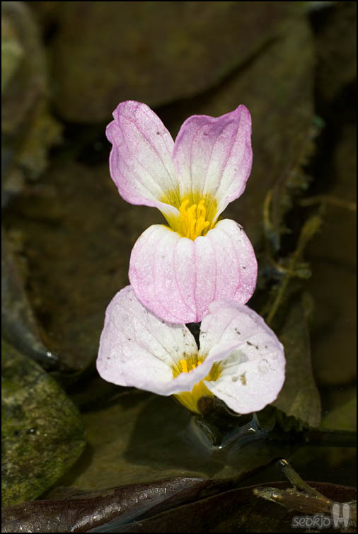DSCF3063.jpg