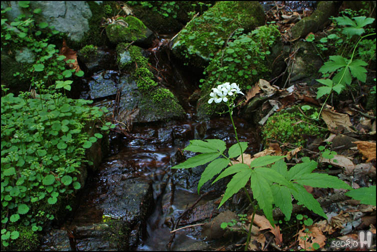 DSCF1187.jpg