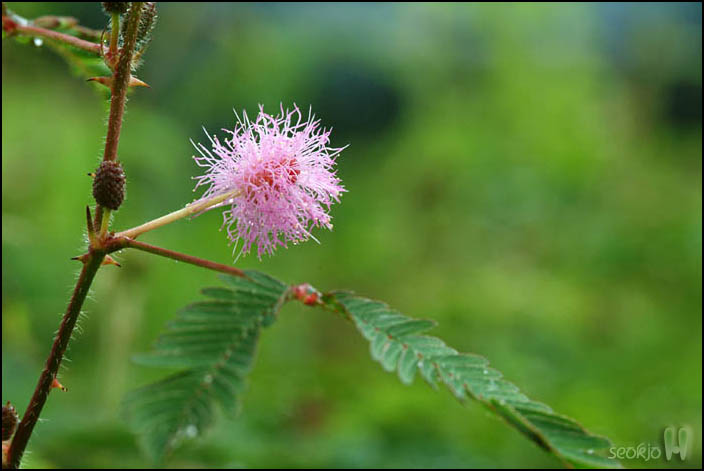 DSCF2377.jpg