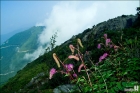 산오이풀