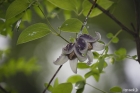 검은종덩굴