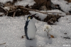 변산바람꽃