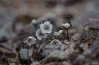 변산바람꽃
