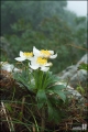 바람꽃
