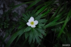 바람꽃