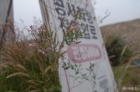 개정향풀
