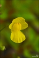 실통발